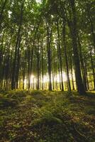 pôr do sol dentro uma imaculado decíduo floresta dentro Hallerbos, brabante ferido nacional parque, Bélgica foto