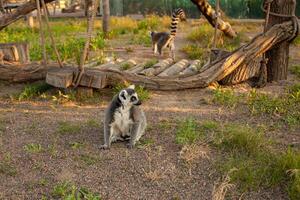 lindo lêmures em uma filial, bioparque. animais dentro natureza, o negócio turismo. retrato do a animal foto