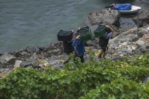 lugo, galiza, espanha, 2021- homens carregando caixas de uvas por encostas íngremes até o barco a motor que as transportará. foto