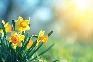 ai gerado lindo panorâmico Primavera natureza fundo com narciso flores foto