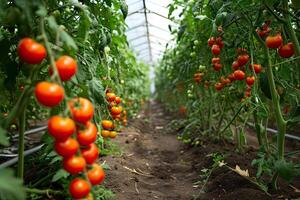 ai gerado fresco orgânico maduro tomates ramo crescendo dentro estufa foto