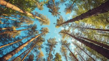 ai gerado alta árvores contra a céu, pinho floresta foto