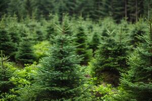 ai gerado jovem árvore plantinha dentro a madeira dentro a manhã claro. foto