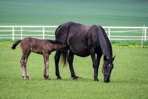 Preto kladrubian cavalo, égua com potro foto