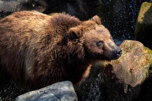 retrato do Castanho urso. Kamchatka urso. foto