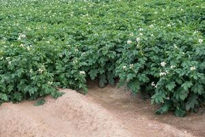 batata flores florescendo dentro a campo. campo com florescente batata plantas foto