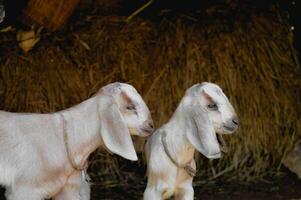 dois jovem cabras olhando para a certo foto