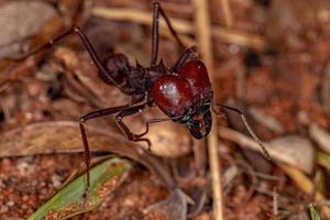 soldado formiga cortadora de folhas atta foto