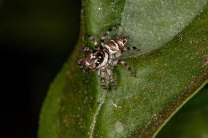 pequena aranha saltadora foto