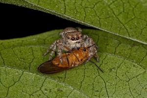 pequena aranha saltadora atacando uma mosca lauxaniida foto