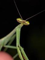 pequena ninfa mantídeo foto