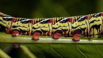 catterpillar da mariposa esfinge bandada