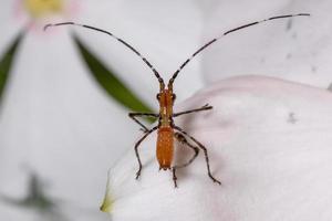 folha ninfa katydid foto