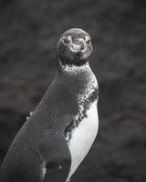 pinguim de galápagos sorrindo foto