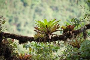 bromélia, floresta nublada dos andes, equador foto