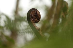 fiddlehead fern, andes cloud forest, equador foto