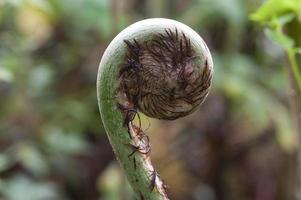 samambaia fiddlehead, floresta nublada, andes, equador foto