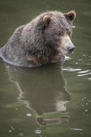 reflexo do urso pardo foto