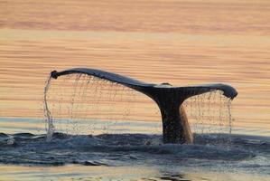 acaso da baleia jubarte no pôr do sol, Alaska foto