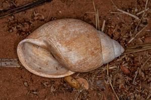 concha de caracol terrestre comum foto