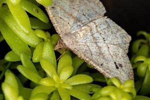 mariposa geômetra branca foto