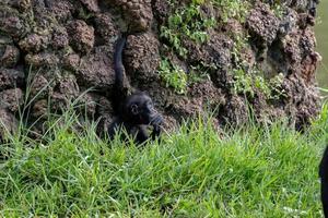 Macaco Aranha de cara preta - Zoo Santo Inácio