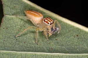 pequena aranha saltadora foto