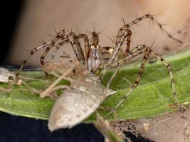 aranha lince adulta foto