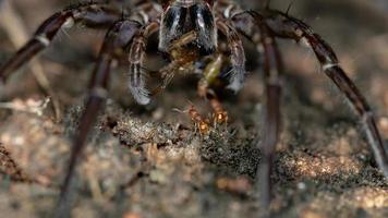 aranha lobo brasileira foto