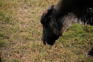 vaca adulta em uma fazenda foto