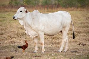 vaca adulta em uma fazenda foto