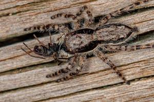 pequena fêmea macho cinza aranha saltadora foto