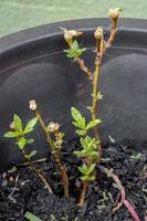 planta de beldroega paraguaia foto