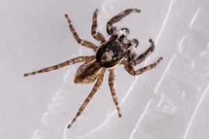 aranha saltadora de parede cinza foto