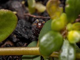 lagarta comendo a planta comum beldroegas foto