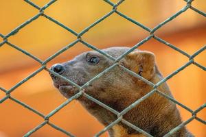 animal selvagem tayra foto