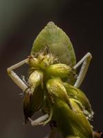 ninfa de inseto de patas foliares