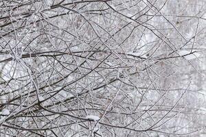 ramos nevados com foco seletivo. abstrato de inverno. foto