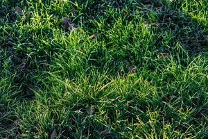 gelado verde Relva às manhã fechar-se com seletivo foco e luz de fundo foto