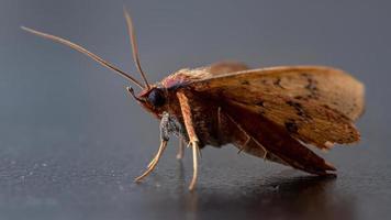 mariposa amarela brasileira foto