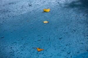 superfície molhada do carro azul água-marinha no dia chuvoso do outono com folhas de bétula amarela - foco seletivo com desfoque fechado foto