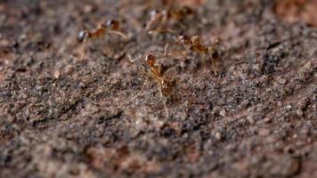 formigas de cabeça grande