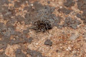 pequena aranha saltadora pantropical foto