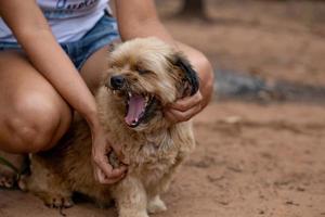 cachorro doméstico em uma fazenda foto