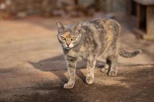 cara de gato doméstico foto