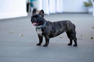 cão doméstico preto adulto foto