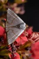 mariposa underwing em uma planta com flor foto