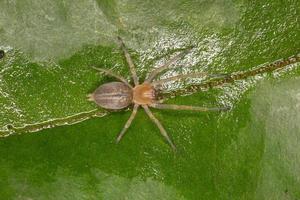 pequena aranha fantasma foto