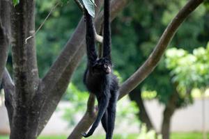 Macaco-aranha Cara Preta – Agência Municipal de Turismo, Eventos e Lazer