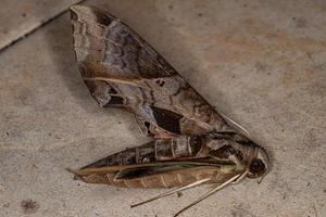 mariposa esfinge macroglossina adulta morta foto